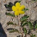 Tribulus cistoides Агульны выгляд