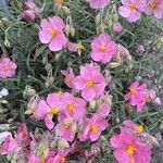 Helianthemum vesicarium Flor