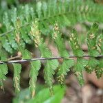 Asplenium erectum Φύλλο