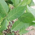 Cleistanthus ripicola Hoja