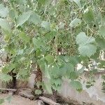 Populus euphratica Yaprak