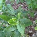 Solidago rigida Folla