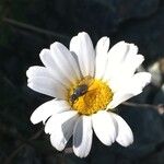 Leucanthemopsis alpina 花