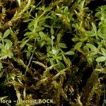 Galium trifidum 整株植物