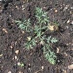Seseli gummiferum 葉