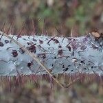 Rubus thibetanus Corteza