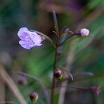 Agalinis tenuifolia Costuma