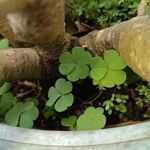 Oxalis stricta Blatt