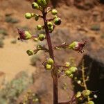 Scrophularia glabrata Buveinė