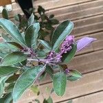 Vitex trifolia Blatt