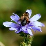 Cichorium endivia Flower