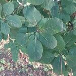 Cotinus obovatus Blad