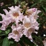 × Chitalpa tashkentensis Flors