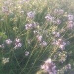 Erucaria hispanica Flor