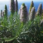 Echium hierrense Habit