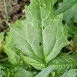 Oxybasis rubra Leaf