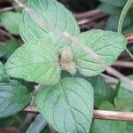 Clinopodium vulgare Leaf