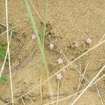 Rhodalsine geniculata Habitus