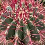 Ferocactus pilosus Ліст