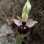 Ophrys arachnitiformis മറ്റ്