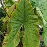 Cyrtosperma johnstonii Leaf