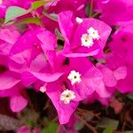 Bougainvillea spp. फूल