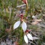 Eriochilus cucullatus Flor