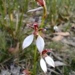 Eriochilus cucullatus