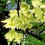 Acer shirasawanum Folha