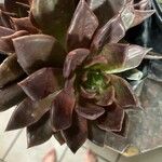 Echeveria affinis Ліст