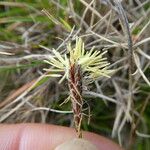 Carex halleriana Virág