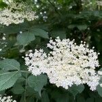 Sambucus canadensisBlomma