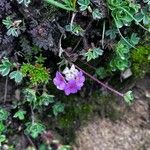 Androsace sarmentosa Flower