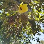Hibiscus tilliaceus 花