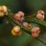 Psilotum nudum Fruit