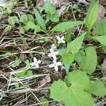 Houstonia caerulea Virág