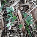 Corydalis pumila Leaf