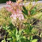 Filipendula rubra Flor