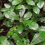 Psychotria hexamera 葉