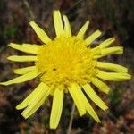 Arnica montana Flower