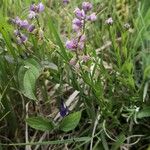 Polygala comosa Hábito