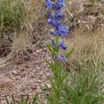 Penstemon glaber Hábito