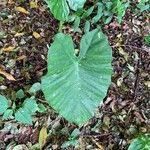 Alocasia odora Liść