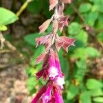 Salvia involucrata Λουλούδι
