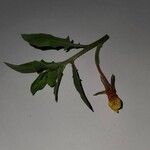 Oenothera laciniata Blatt