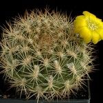 Rebutia neocumingii 整株植物