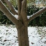 Styrax japonicus Bark