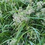 Scirpus sylvaticus Habit