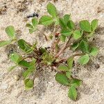 Trifolium suffocatum Habitus