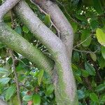 Distylium racemosum 樹皮